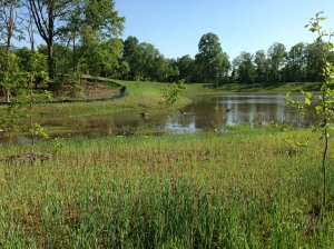 WetLands in The Spring of 2013.